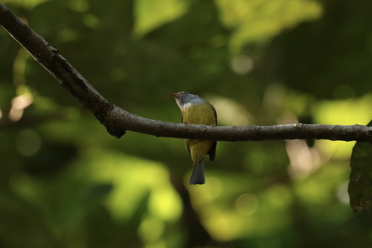 gråhodefluejeger - ML646138242