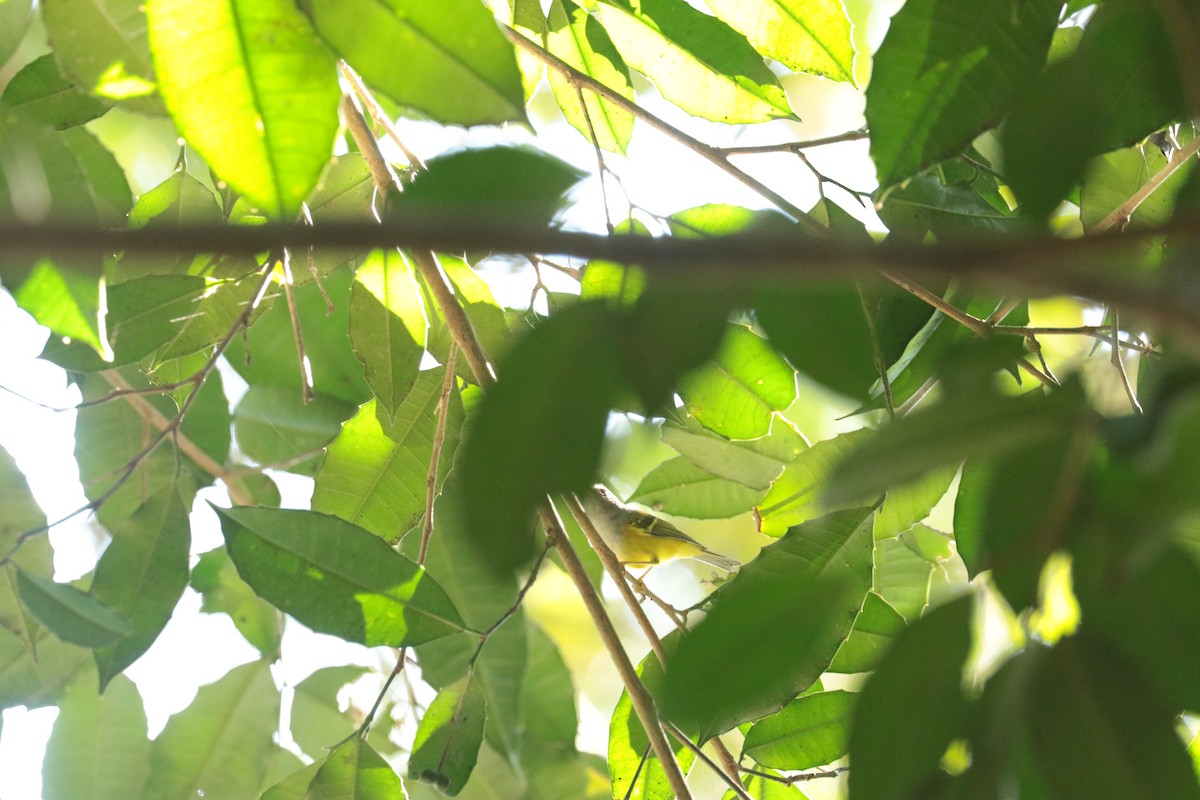 budníček kaštanovotemenný - ML646138243