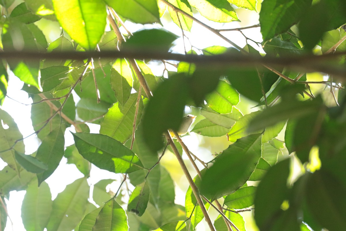 budníček kaštanovotemenný - ML646138244