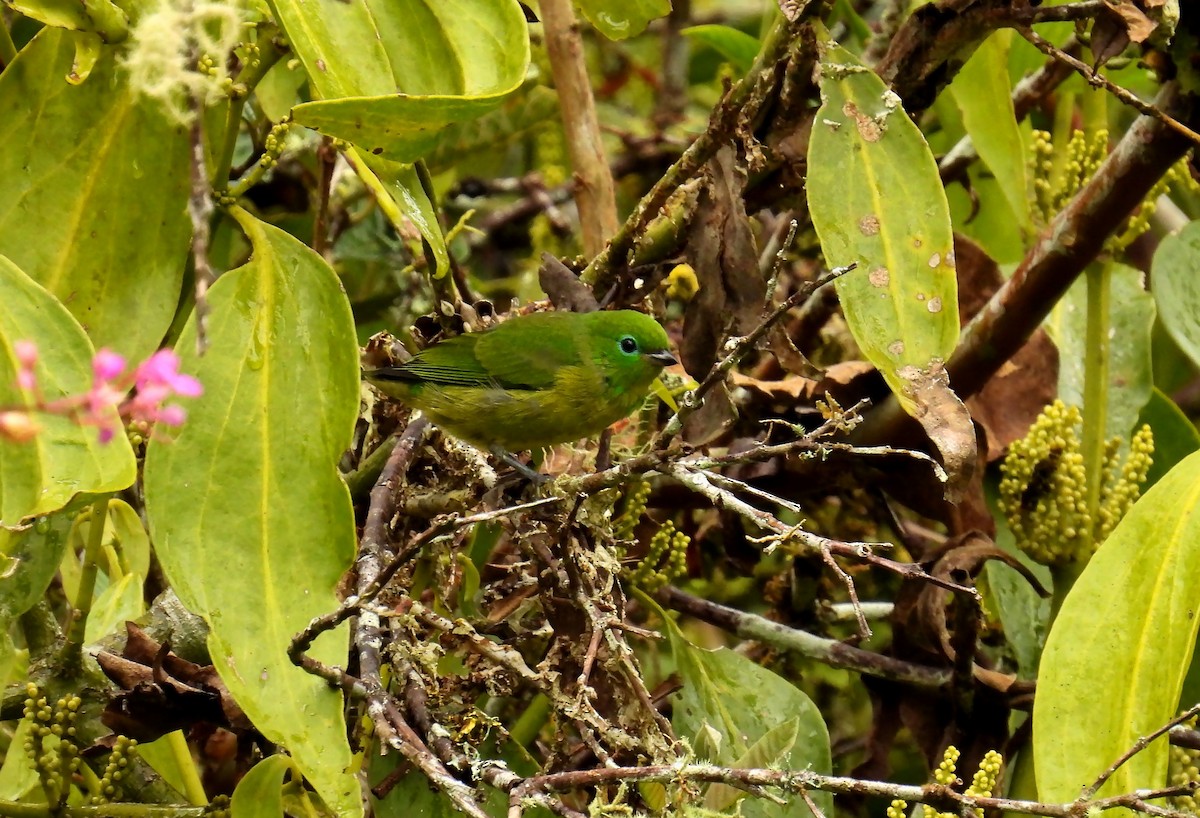 Blue-naped Chlorophonia - ML646138245