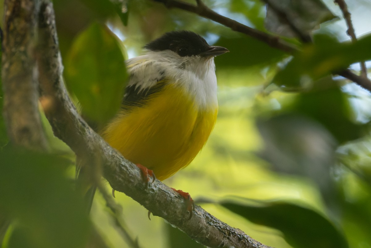 White-collared Manakin - ML646138246