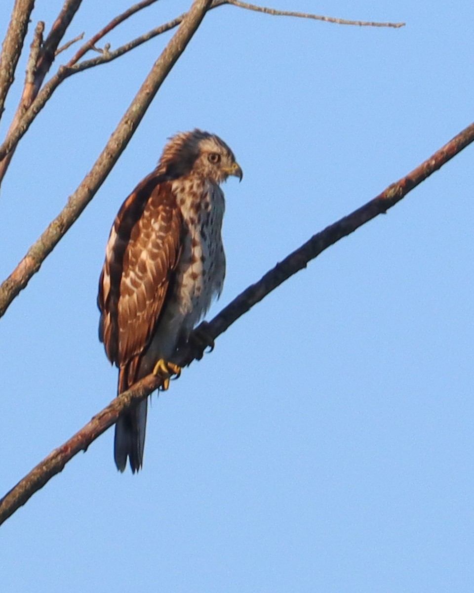 Red-shouldered Hawk - ML646138247