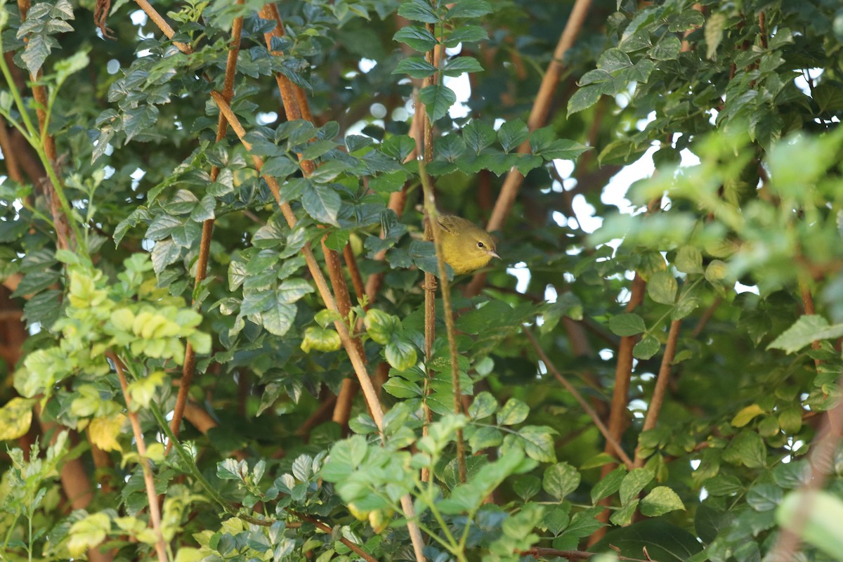 Orange-crowned Warbler - ML646138248