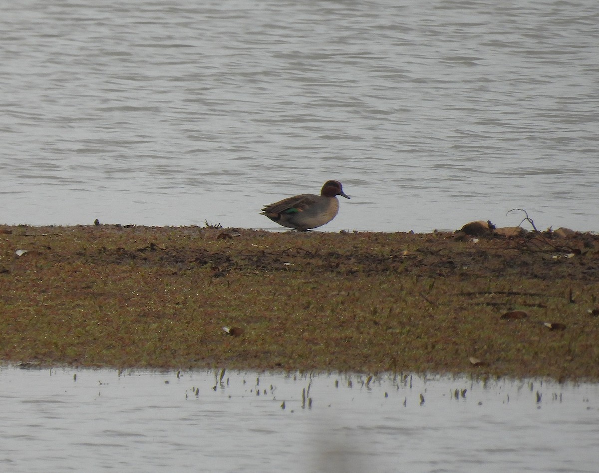 Green-winged Teal - ML646138249