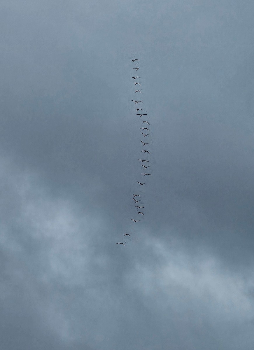 小天鵝 - ML646138251