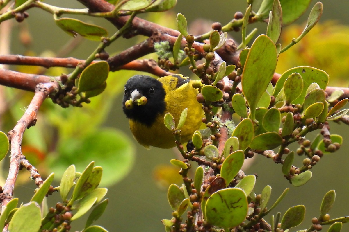 Olivaceous Siskin - ML646138257