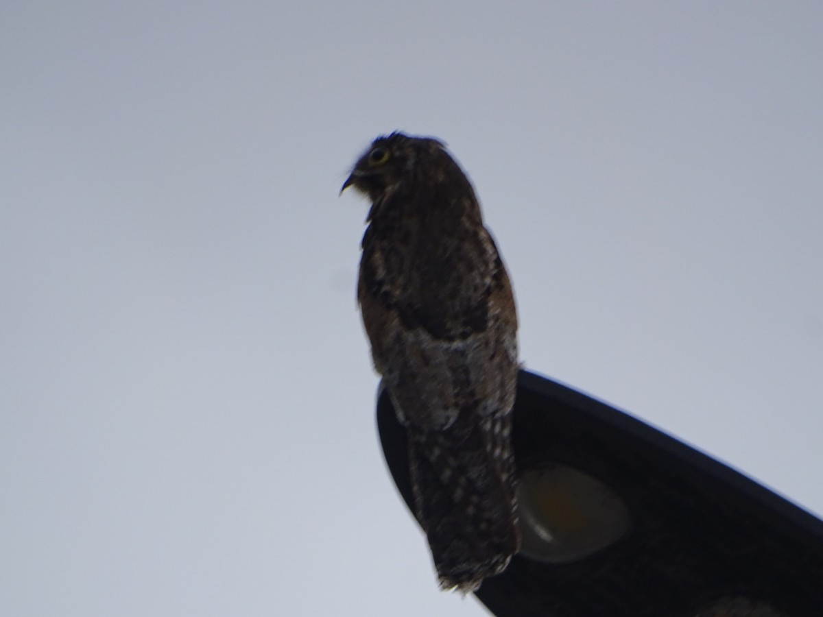 Common Potoo - ML646138258