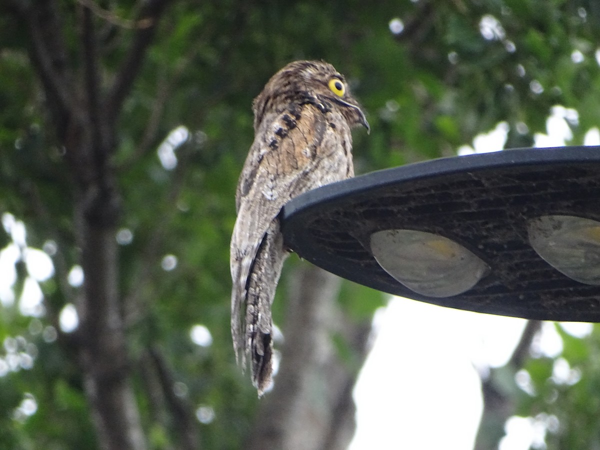 Common Potoo - ML646138260