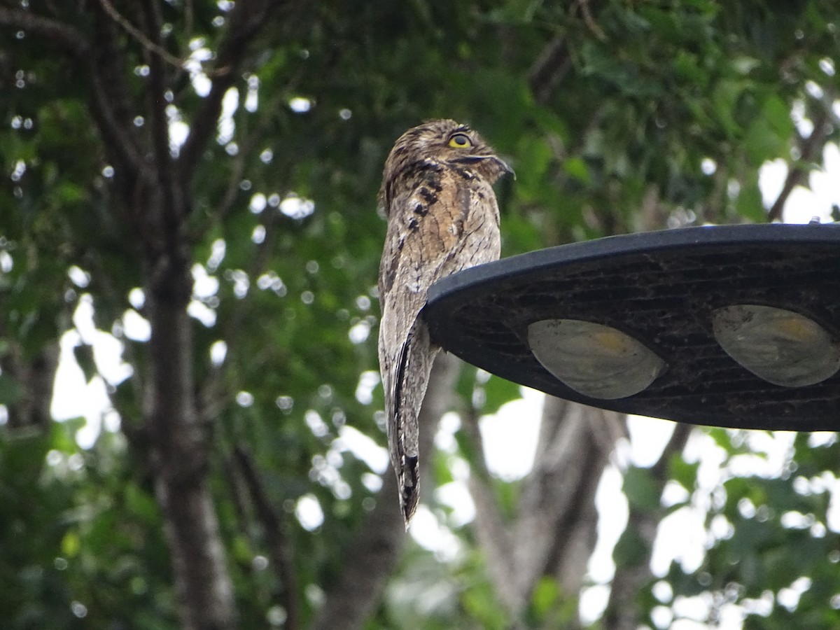 Common Potoo - ML646138261