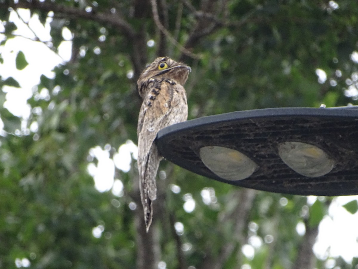 Common Potoo - ML646138262