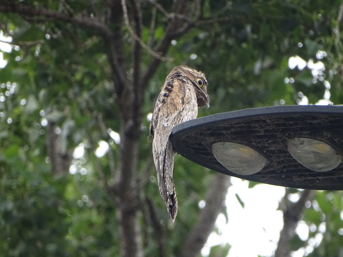 Common Potoo - ML646138263
