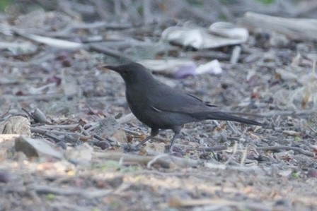 Eurasian Blackbird - ML646138270