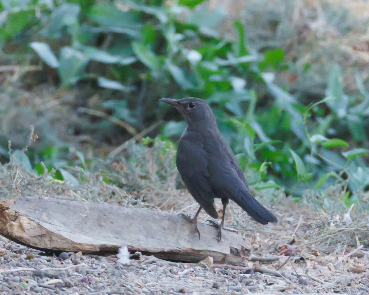 Eurasian Blackbird - ML646138271