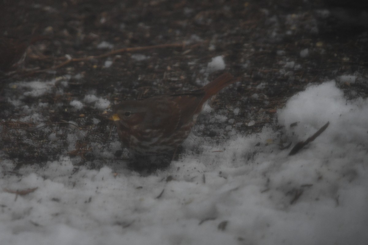Fox Sparrow - ML646138273