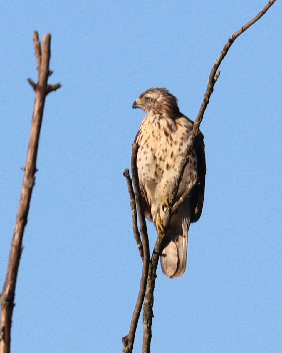Red-shouldered Hawk - ML646138292
