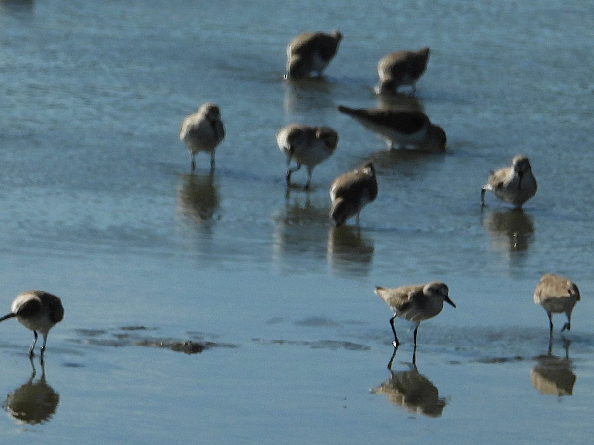 Semipalmated Sandpiper - ML646138296