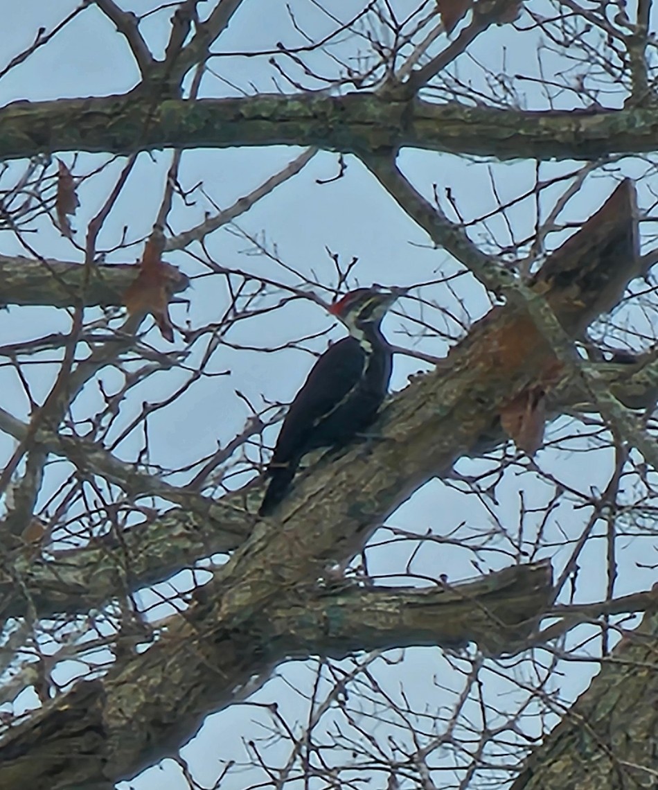 Pileated Woodpecker - ML646138297
