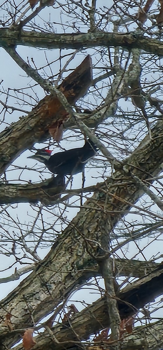 Pileated Woodpecker - ML646138298