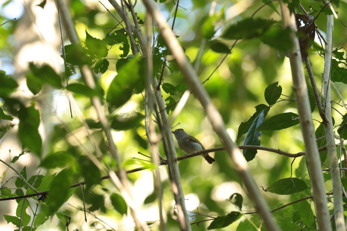 Haubenvireo - ML646138300