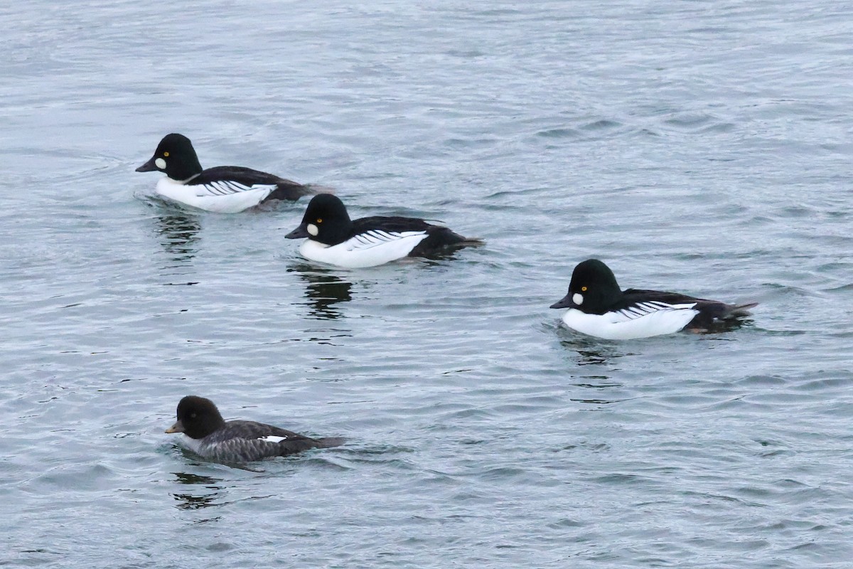 Common Goldeneye - ML646138304