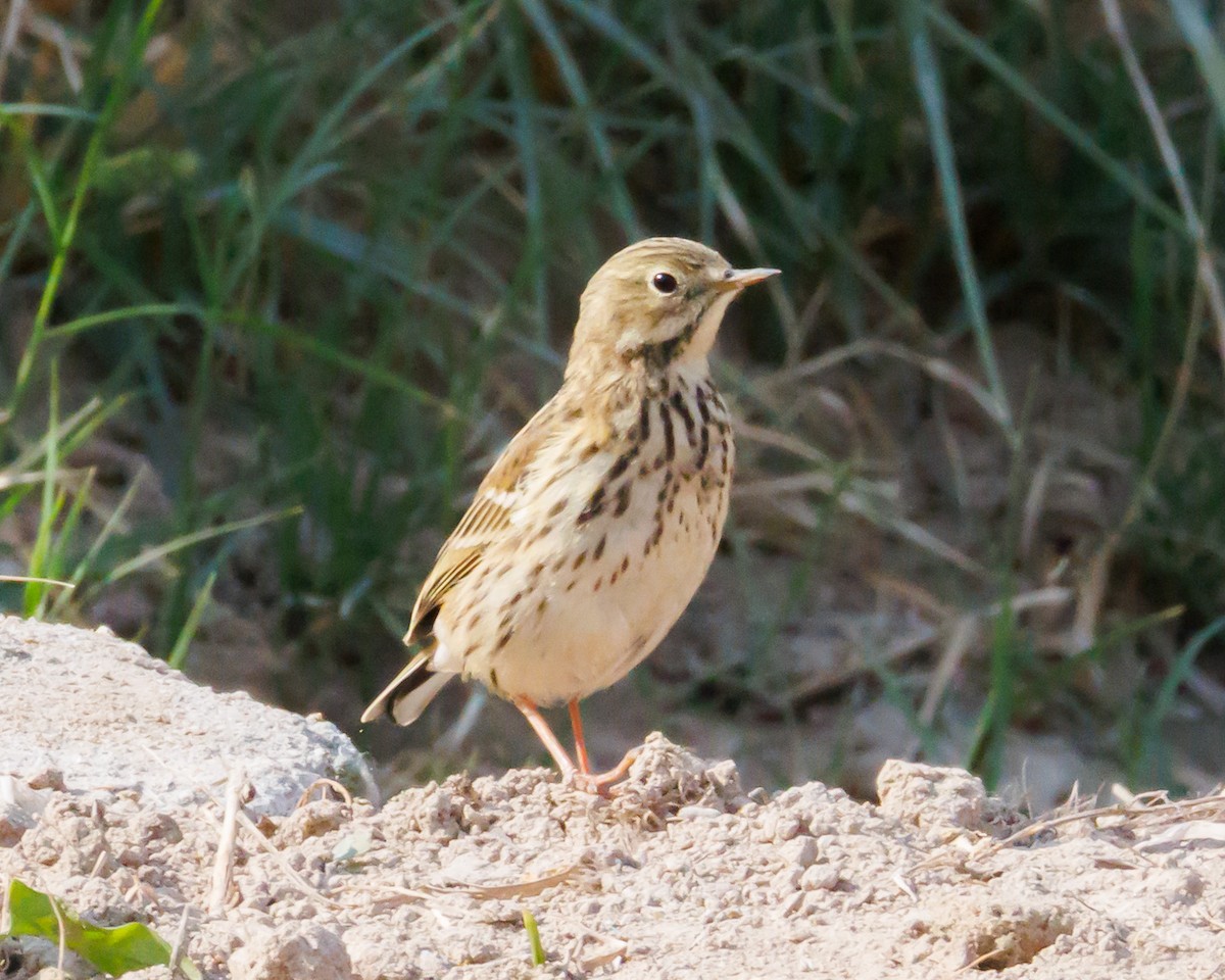Meadow Pipit - ML646138306