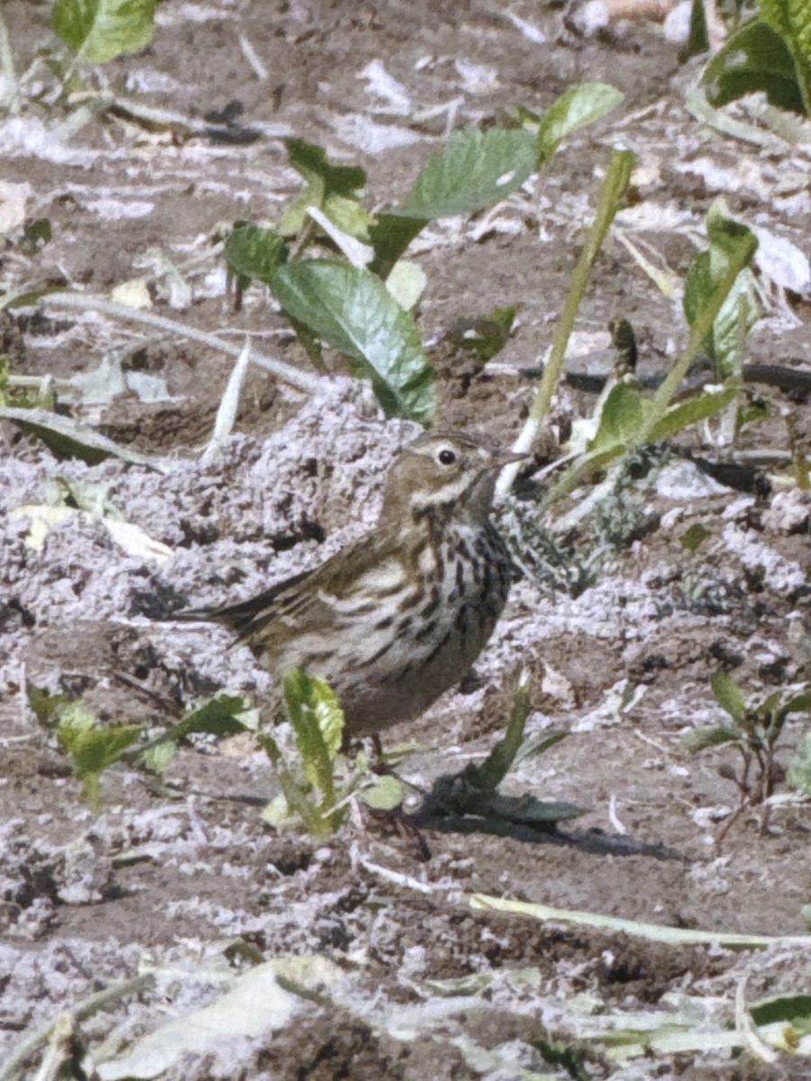 Meadow Pipit - ML646138307