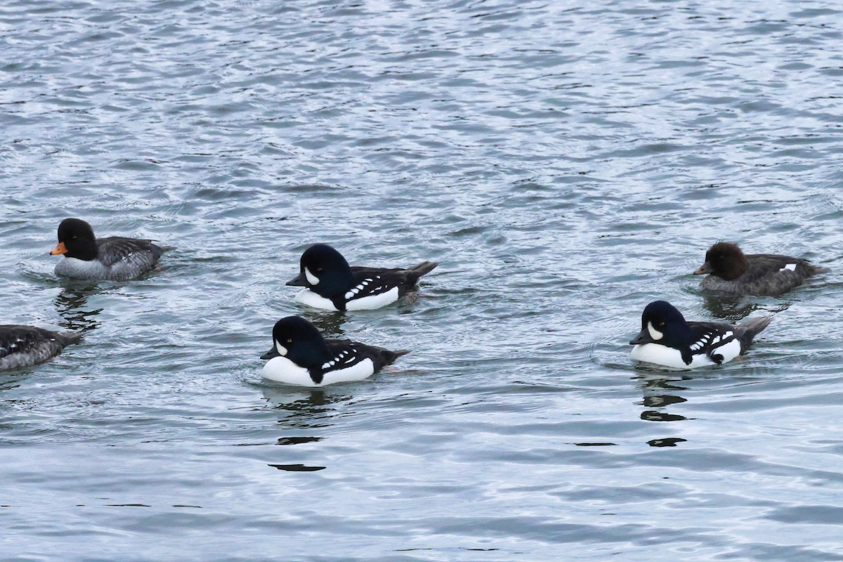Barrow's Goldeneye - ML646138310