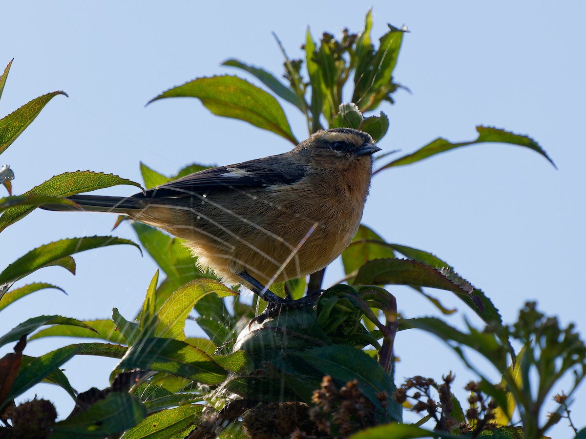 Cinereous Conebill (Ochraceous) - ML646138311