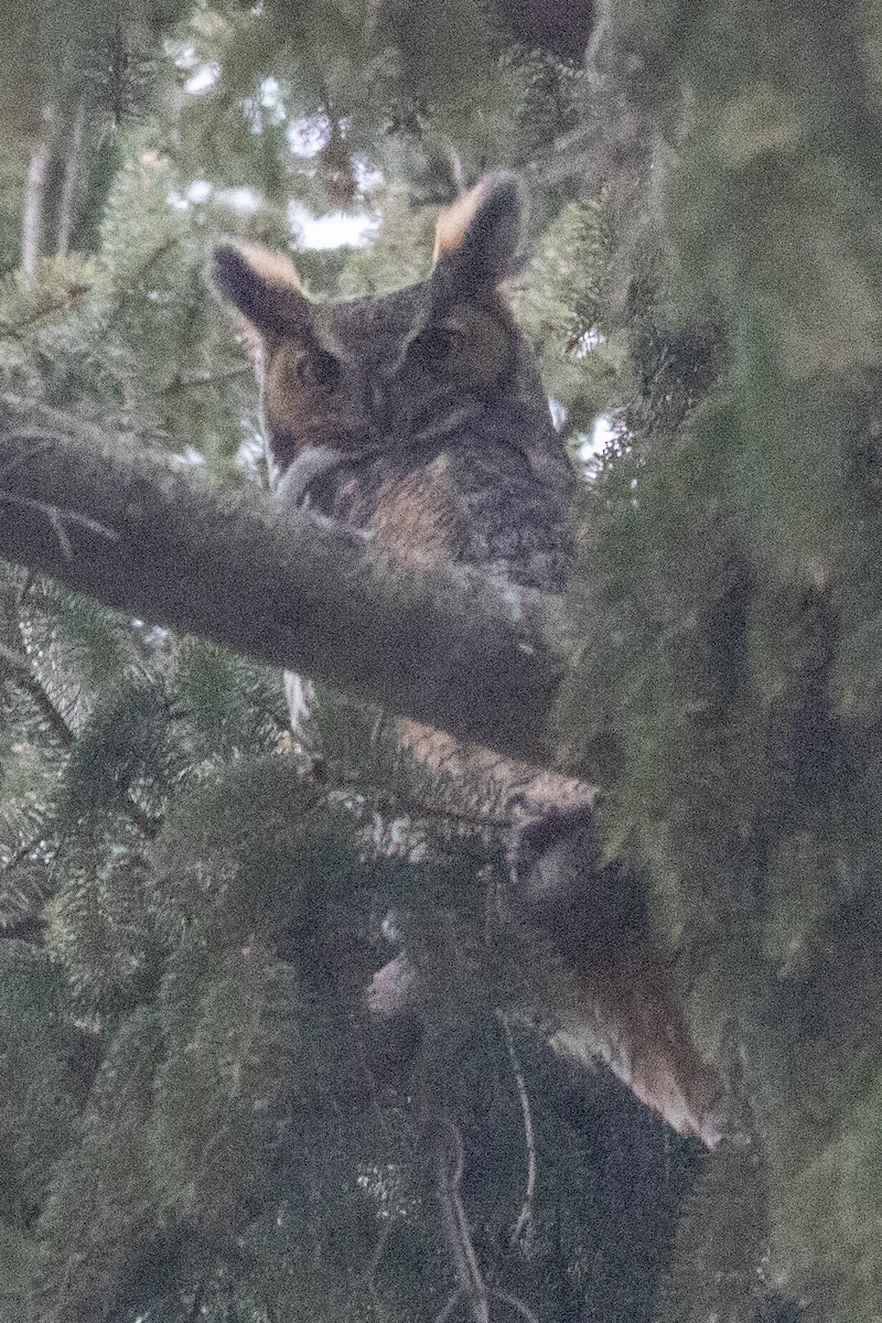 Great Horned Owl - ML646138313