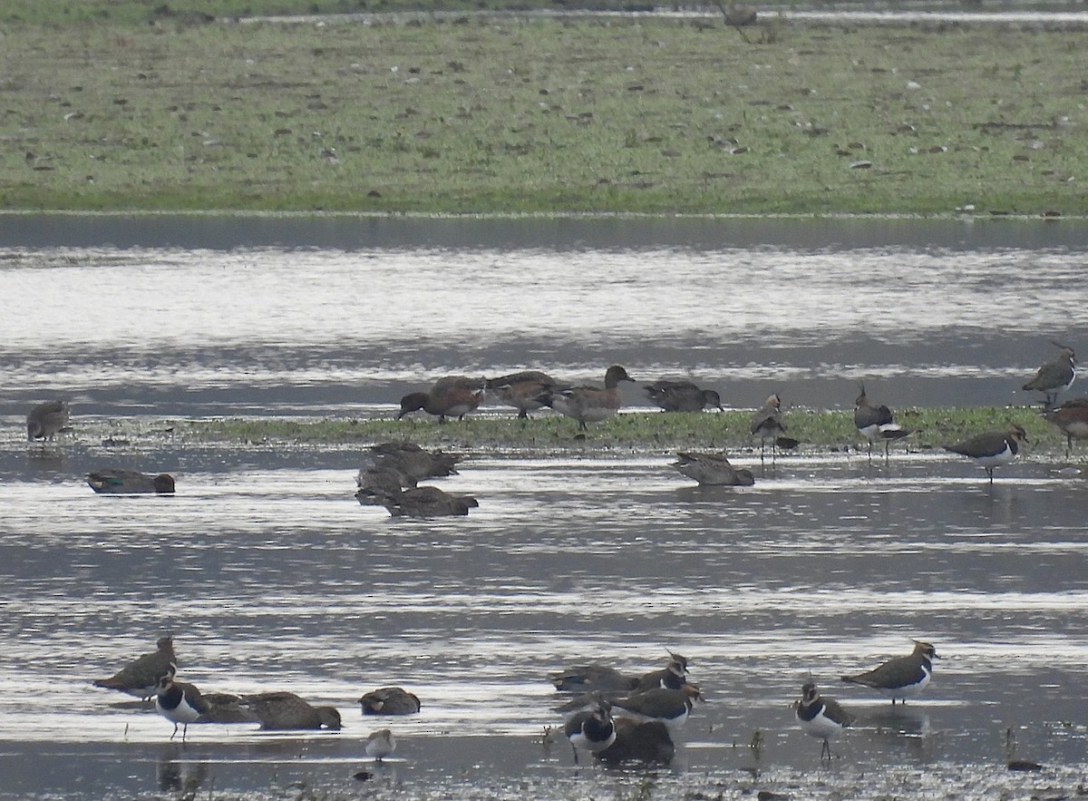 Eurasian Wigeon - ML646138316