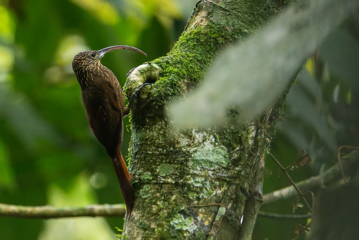 Brown-billed Scythebill - ML646138323