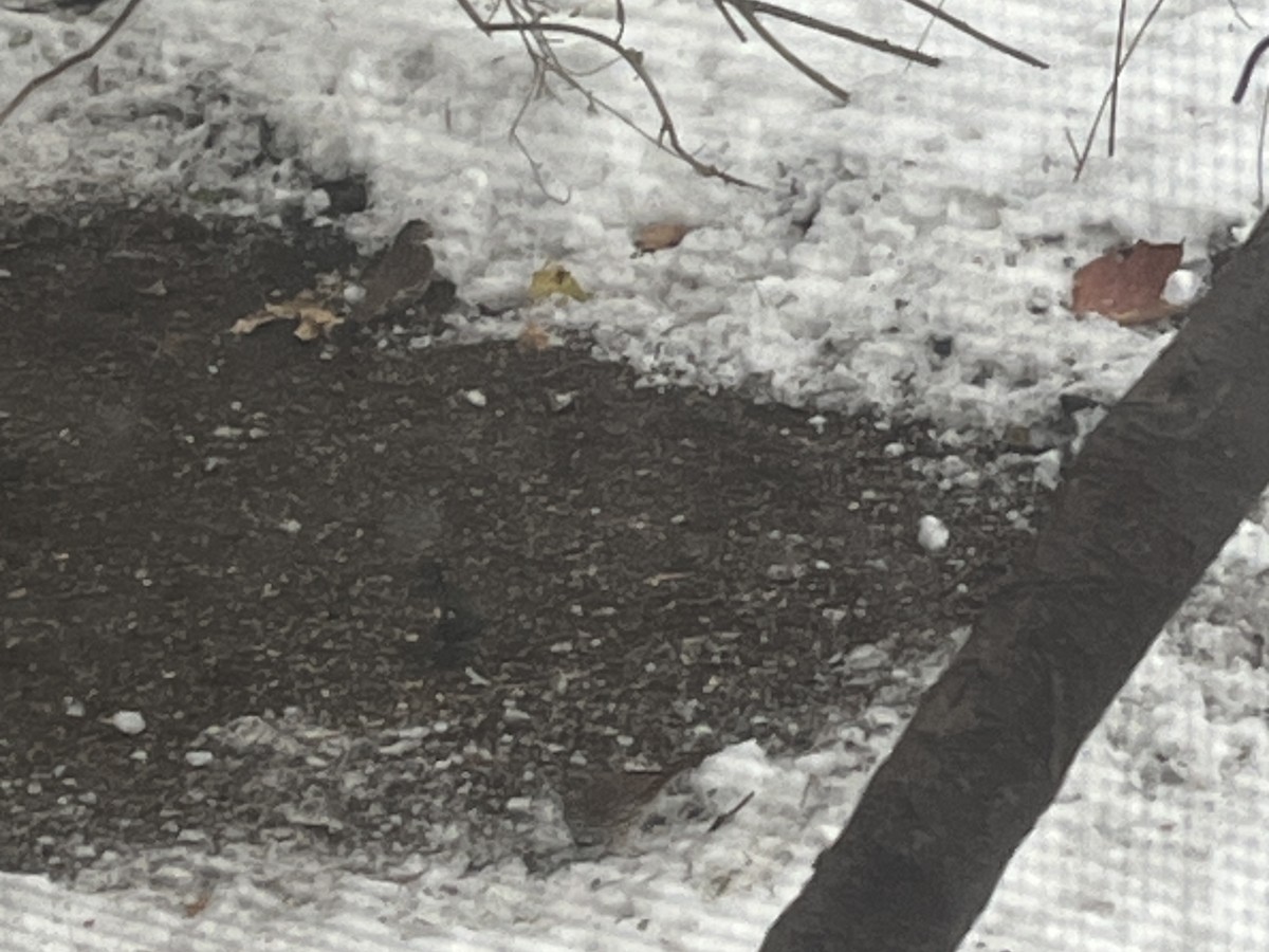 Fox Sparrow - ML646138329