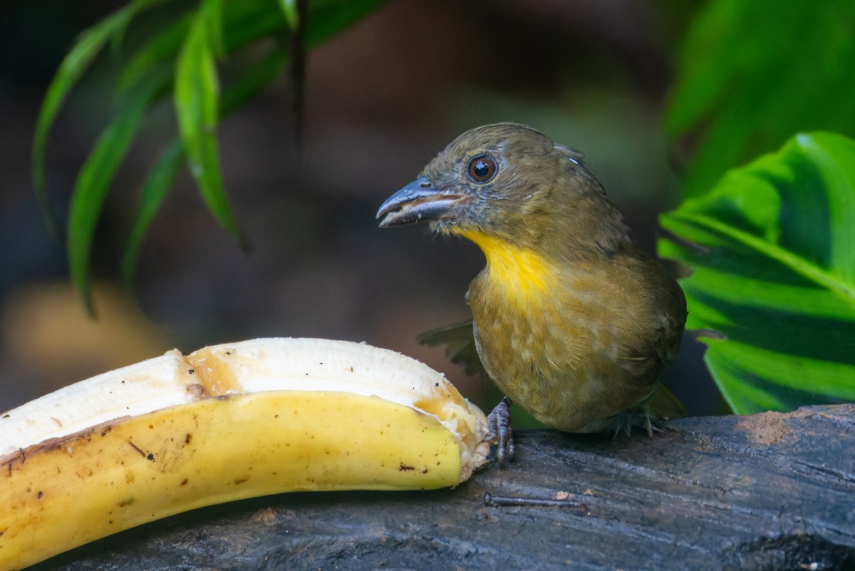 Red-throated Ant-Tanager - ML646138338