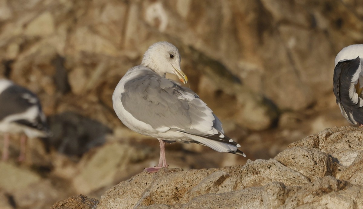 Iceland Gull (Thayer's) - ML646138348
