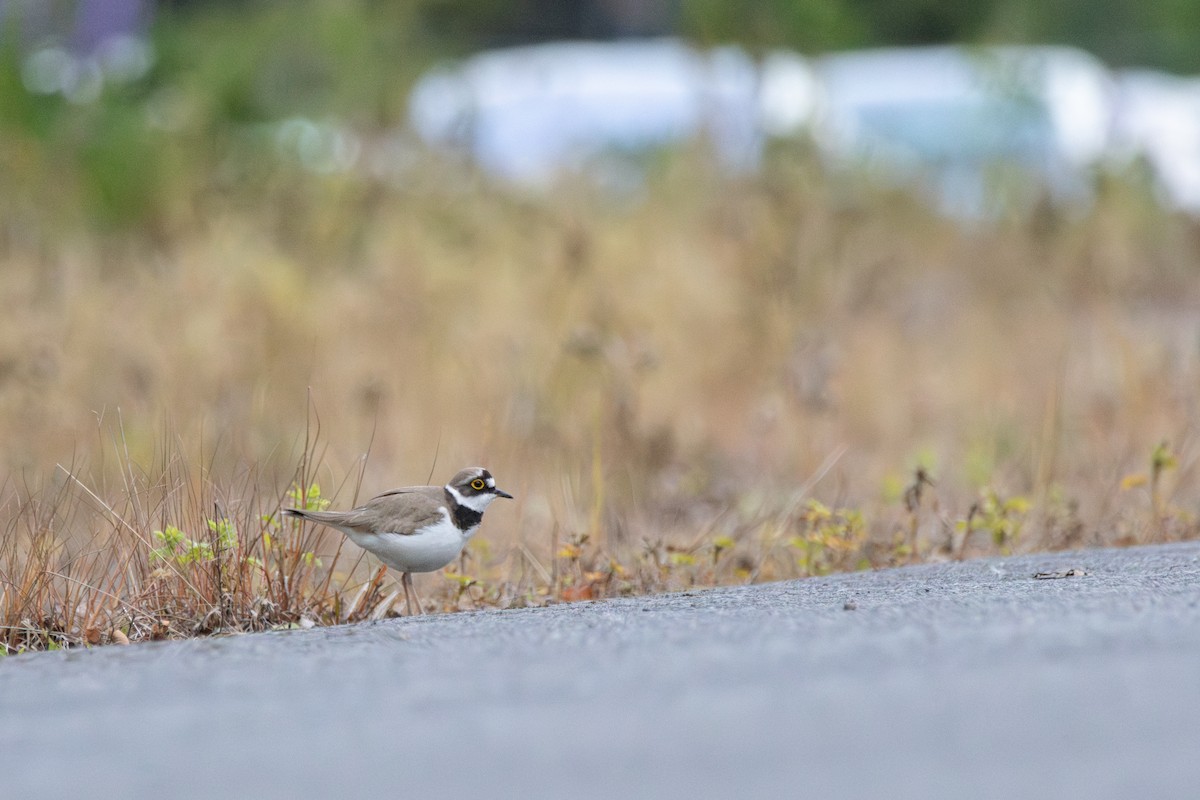 Little Ringed Plover (curonicus) - ML646138350