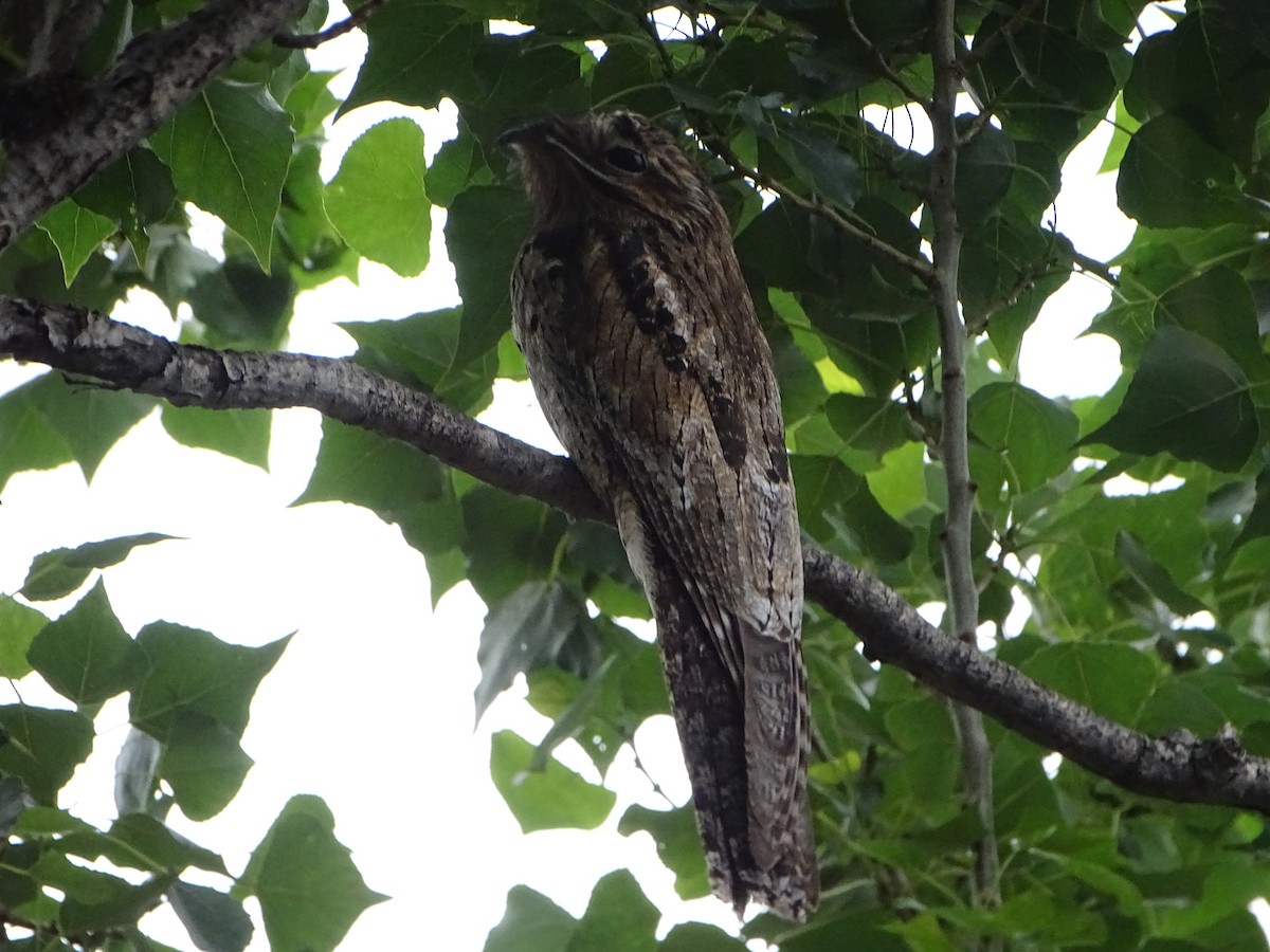 Common Potoo - ML646138351