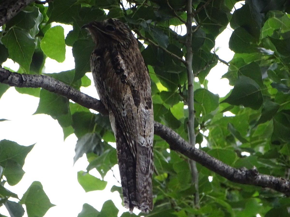 Common Potoo - ML646138352