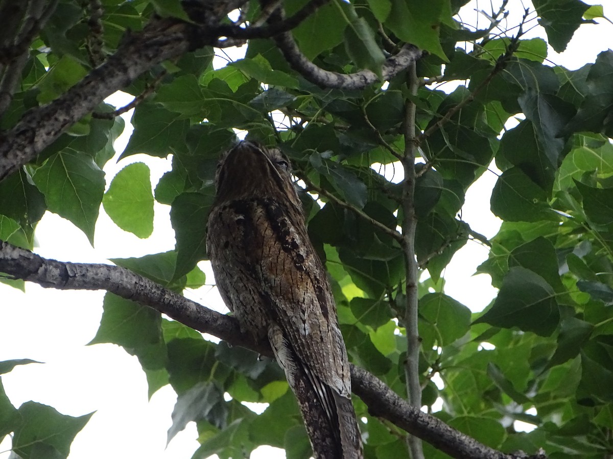 Common Potoo - ML646138353