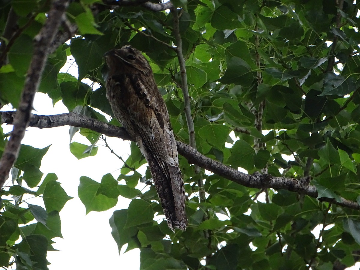 Common Potoo - ML646138354
