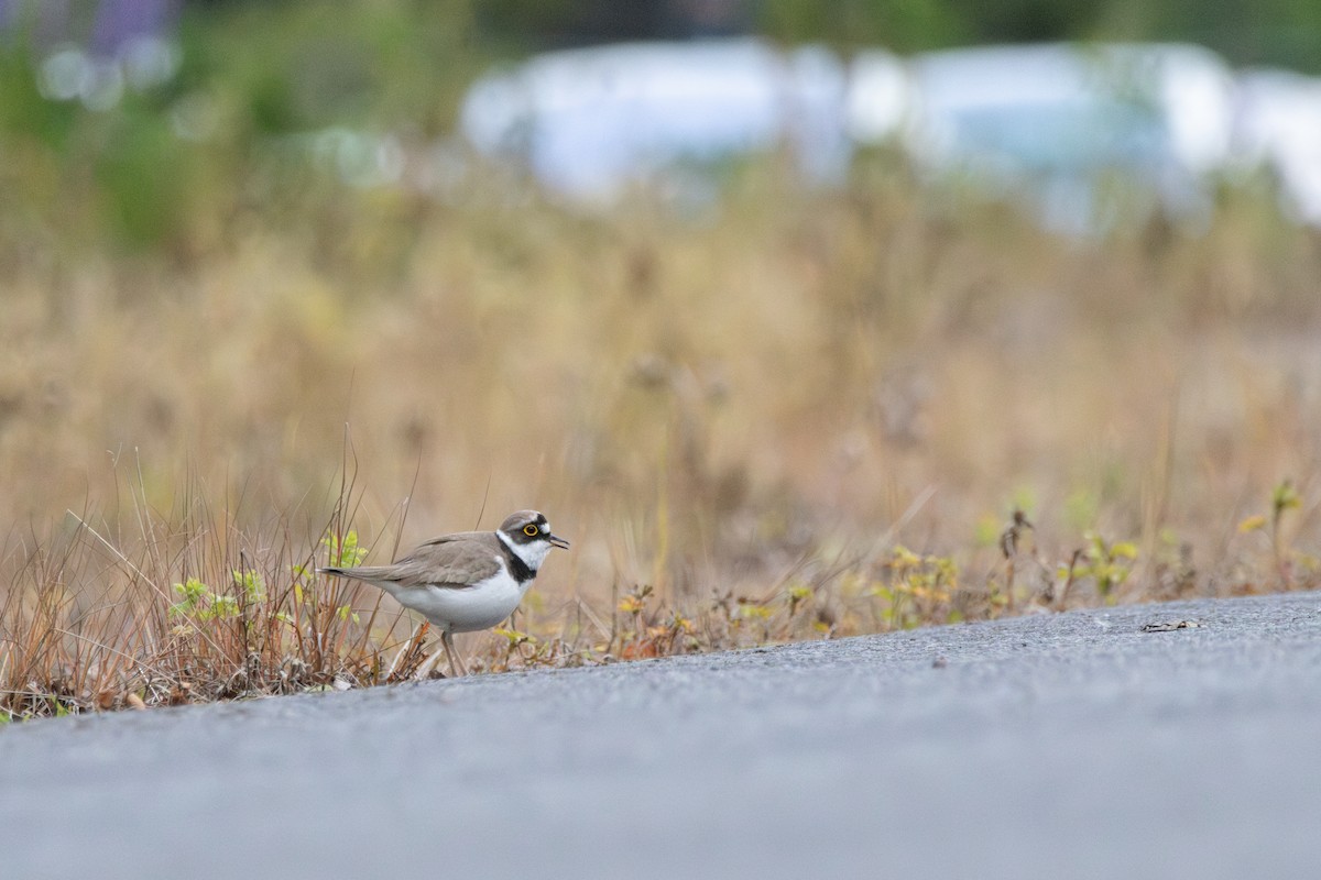 Little Ringed Plover (curonicus) - ML646138359