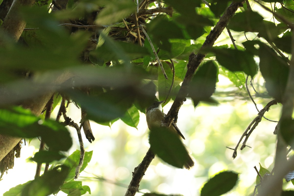 Puff-throated Bulbul - ML646138365