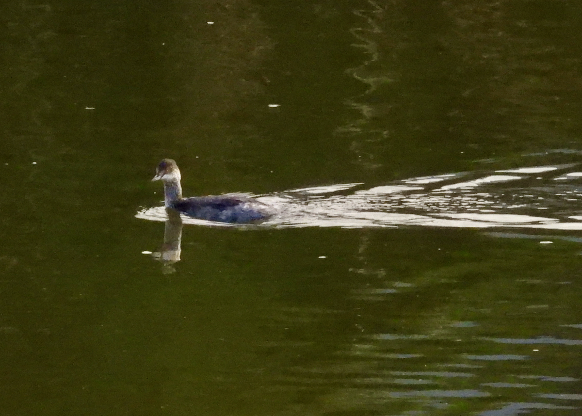 Eared Grebe - ML646138390