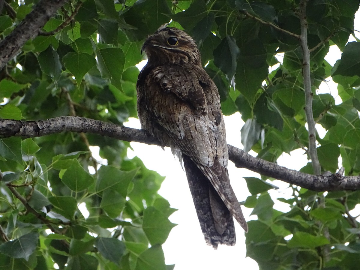 Common Potoo - ML646138394