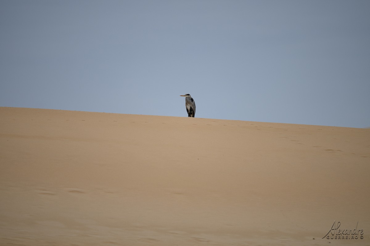 Gray Heron - ML646138398