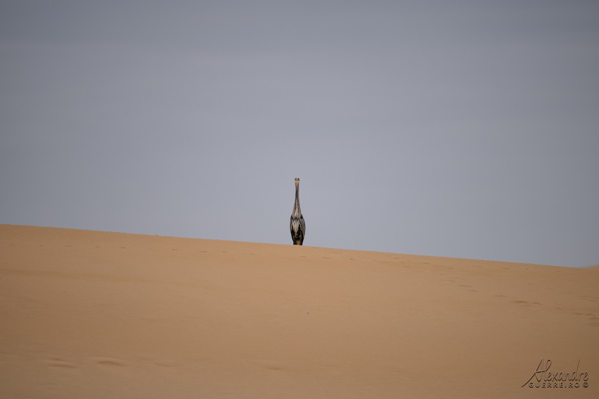 Gray Heron - ML646138399