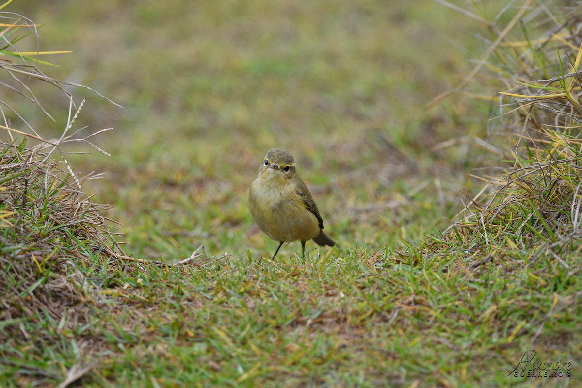Common Chiffchaff - ML646138408