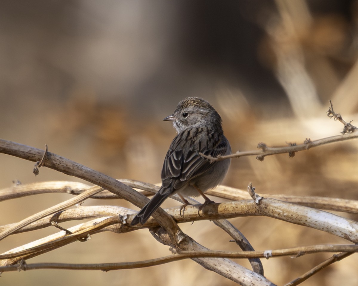 Brewer's Sparrow - ML646138413