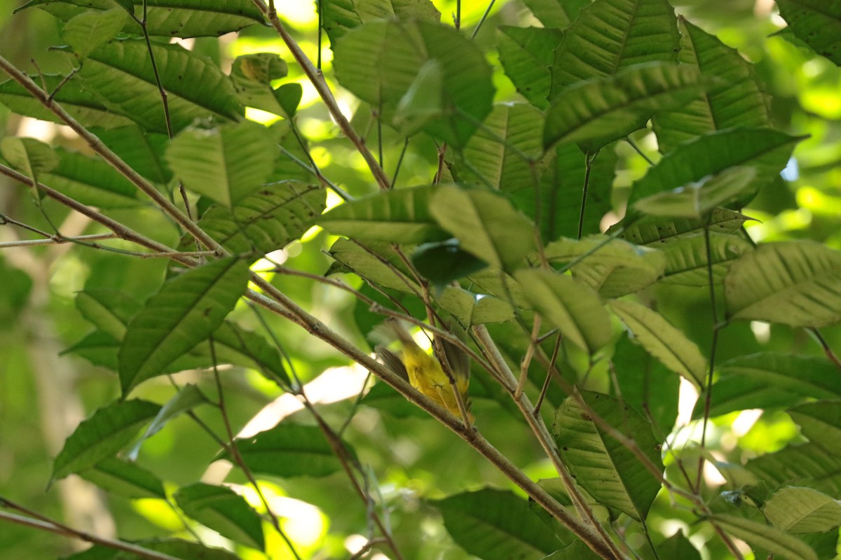 budníček Biankiho - ML646138416