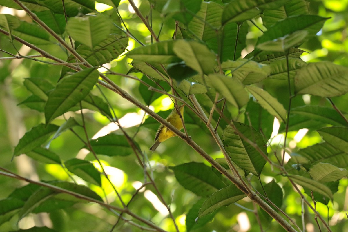 budníček Biankiho - ML646138417