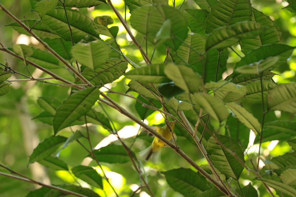 budníček Biankiho - ML646138418